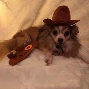 Meet your Posher, Robin